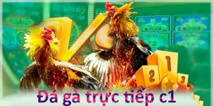 đá gà trực tiếp c1